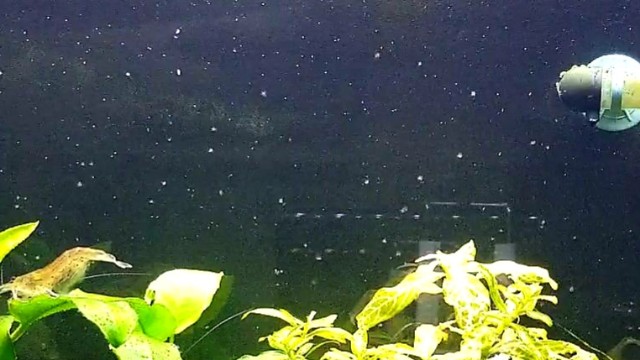 f:id:kinghiro390:20190712225136j:image