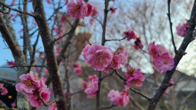 f:id:kinghiro390:20230320082535j:image