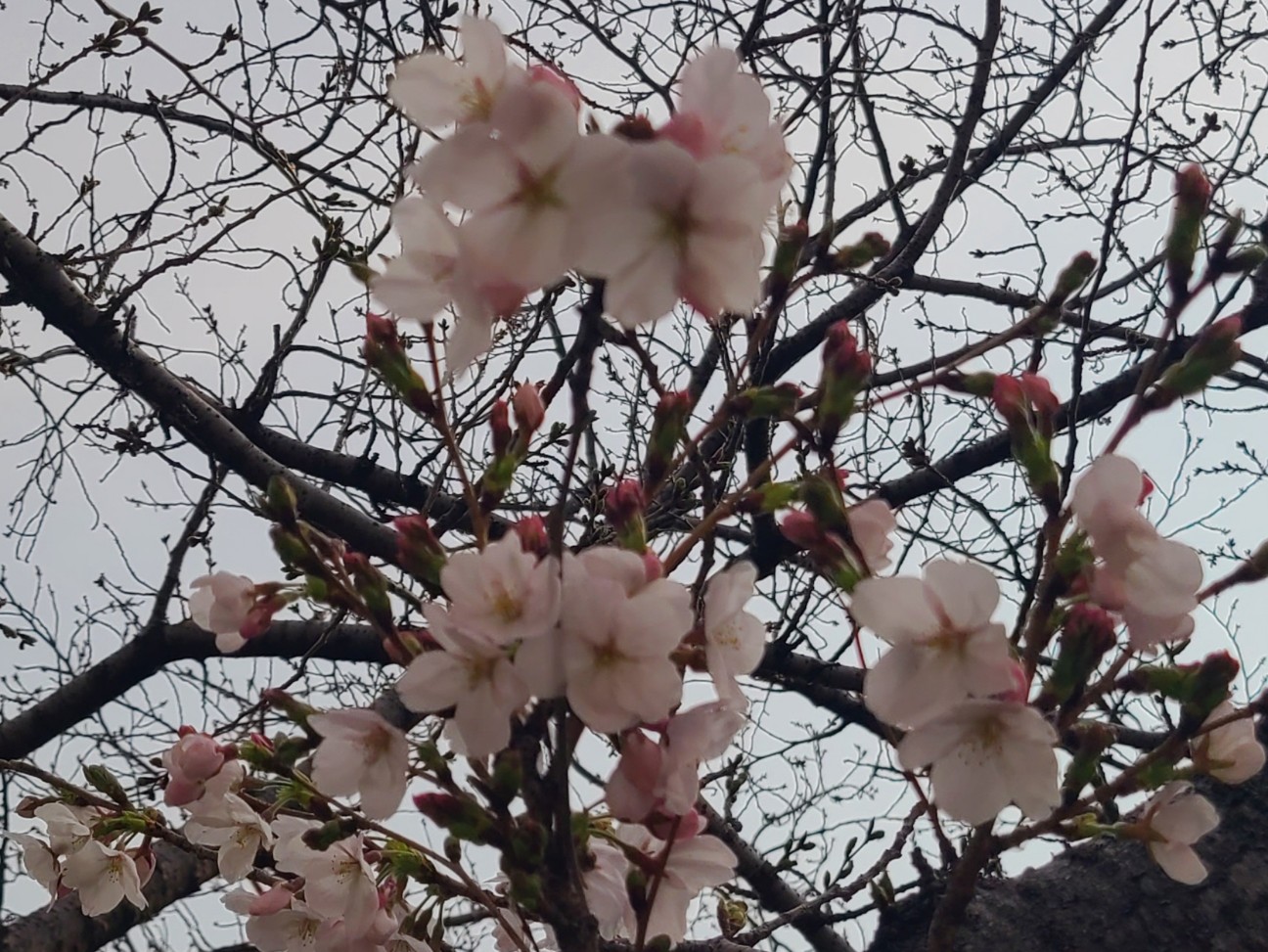 f:id:kinghiro390:20260329172910j:image