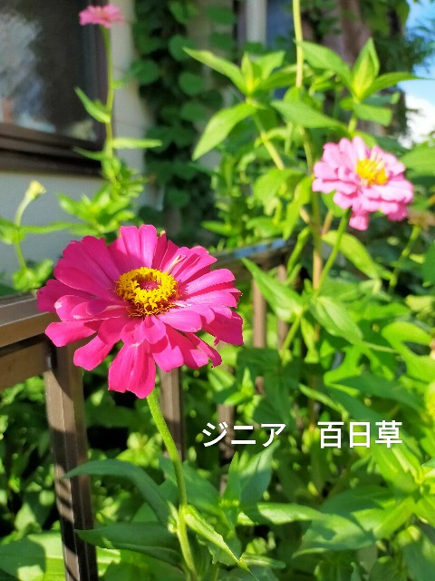 f:id:kingyo9:20240912090155j:image