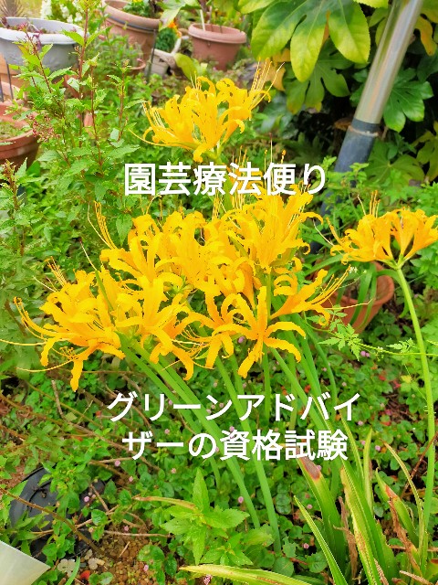 f:id:kingyo9:20241019161157j:image