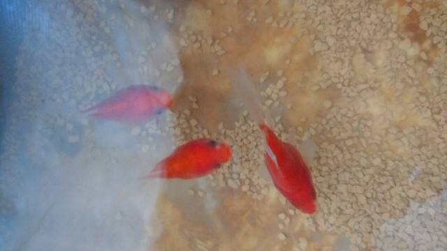 東錦の肉瘤と新しい金魚 Kingyoikusei S Diary