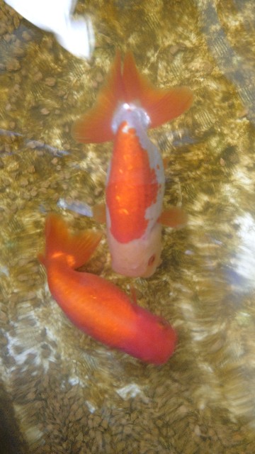 f:id:kingyoikusei:20201231211225j:image