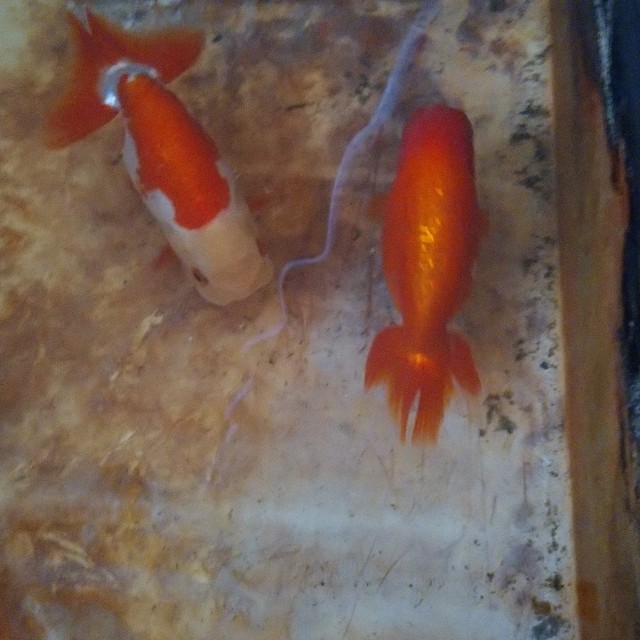 f:id:kingyoikusei:20210129082014j:image