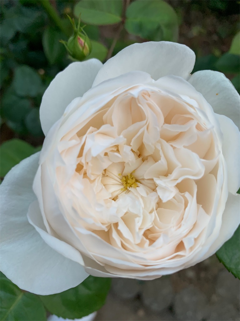 f:id:kingyokin:20190526135907j:image f:id:kingyokin:20190526135907j:image