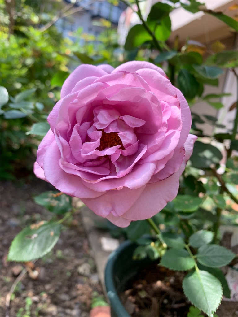f:id:kingyokin:20190526140601j:image f:id:kingyokin:20190526140601j:image