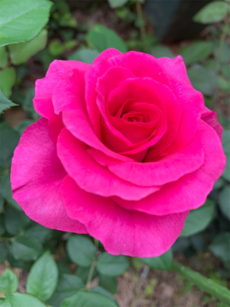 f:id:kingyokin:20190526140650j:image f:id:kingyokin:20190526140650j:image