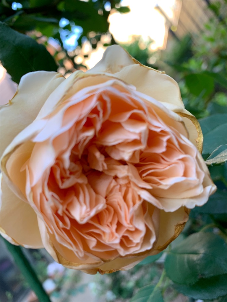 f:id:kingyokin:20190526140711j:image f:id:kingyokin:20190526140711j:image