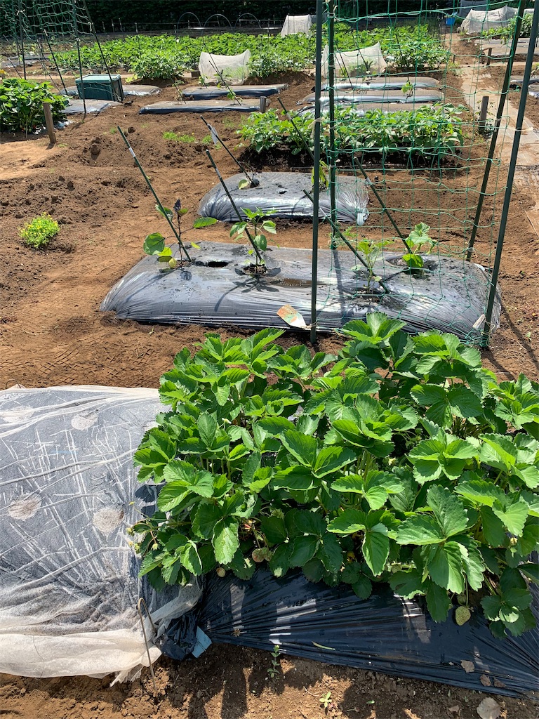 f:id:kingyokin:20190526141228j:image f:id:kingyokin:20190526141228j:image