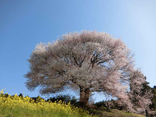 2026年版｜九州の桜開花・満開予想カレンダー - 日本文化ブログ