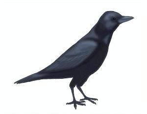 ハシボソガラスが横を見ているイラスト