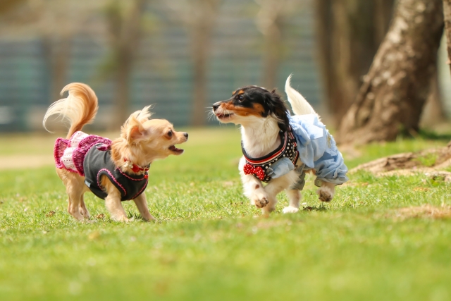 f:id:kinipigu:20190417224108j:plain f:id:kinipigu:20190417224108j:plain