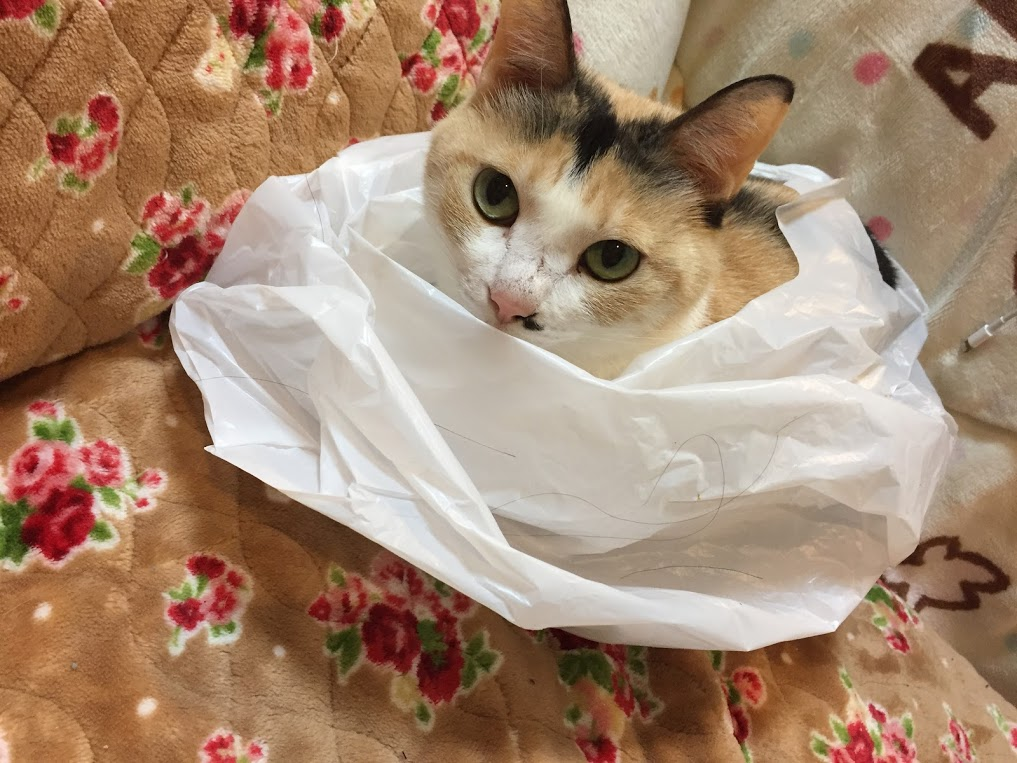今日のニャンコ ねこと温泉とぶらり旅 今日のニャンコ ねこと温泉とぶらり旅