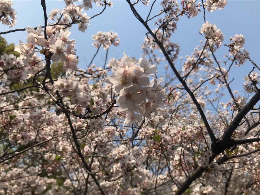 f:id:kinmi:20190409152832j:image f:id:kinmi:20190409152832j:image