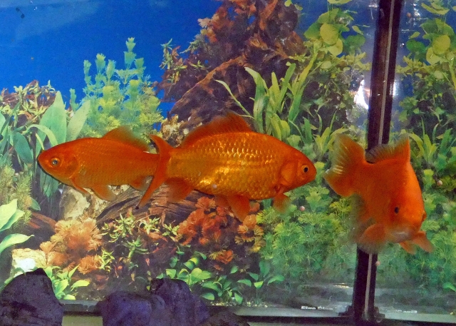 f:id:kinngyo92:20211215215138j:plain