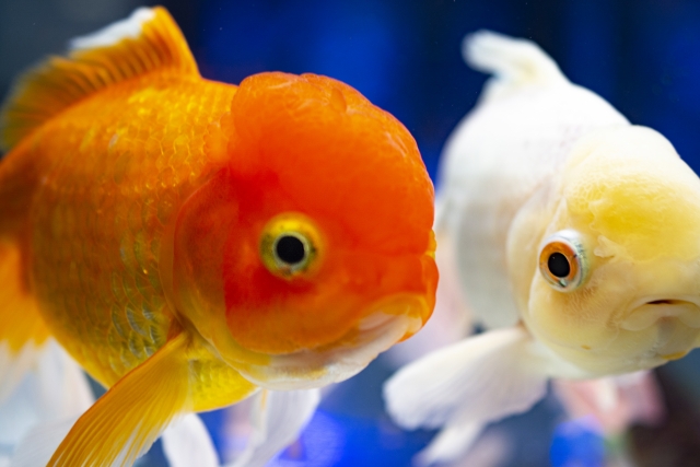 f:id:kinngyo92:20220219115206j:plain