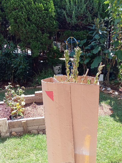 f:id:kinnoiruka:20230918192845j:image
