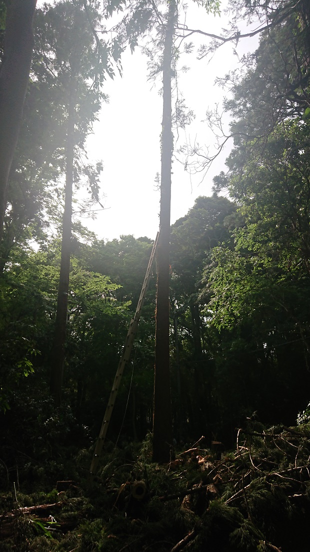 f:id:kinoboriyoshi:20190606205200j:plain f:id:kinoboriyoshi:20190606205200j:plain