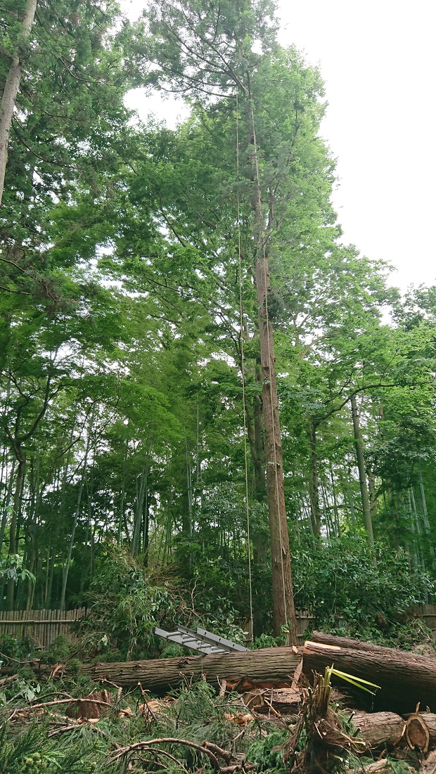f:id:kinoboriyoshi:20190606211252j:plain f:id:kinoboriyoshi:20190606211252j:plain