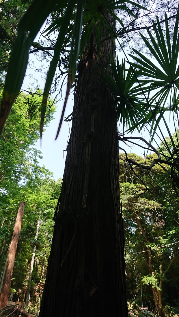 f:id:kinoboriyoshi:20190606212306j:plain f:id:kinoboriyoshi:20190606212306j:plain