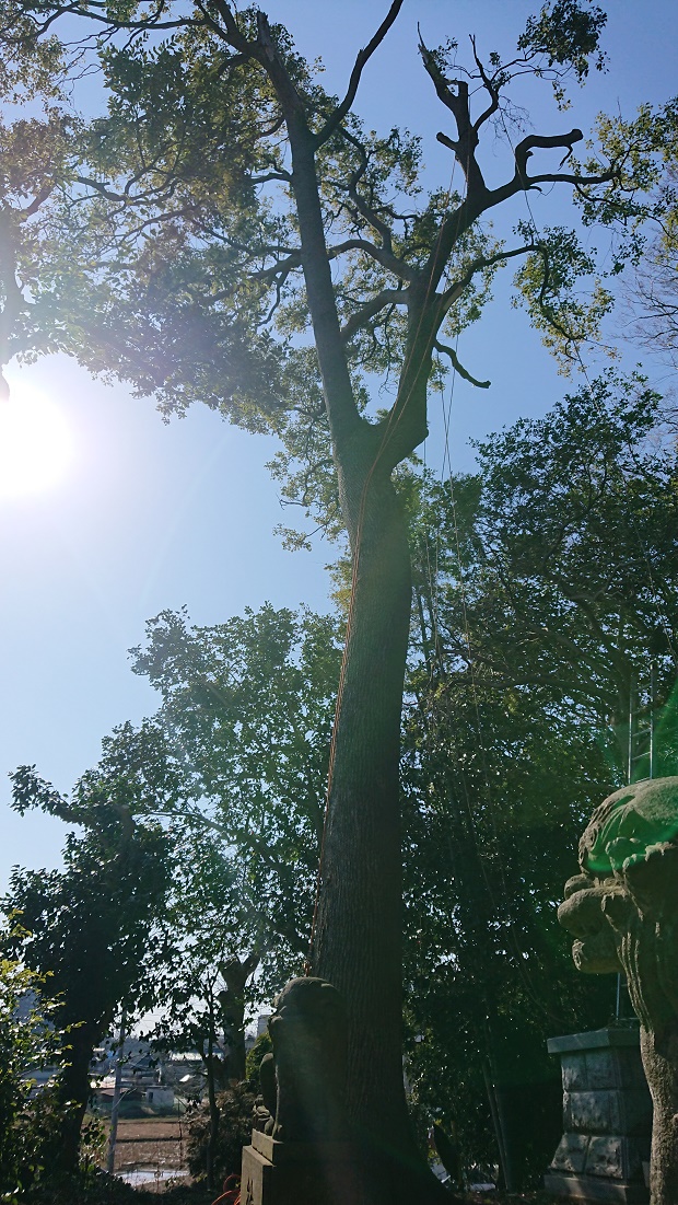 f:id:kinoboriyoshi:20200208224352j:plain f:id:kinoboriyoshi:20200208224352j:plain