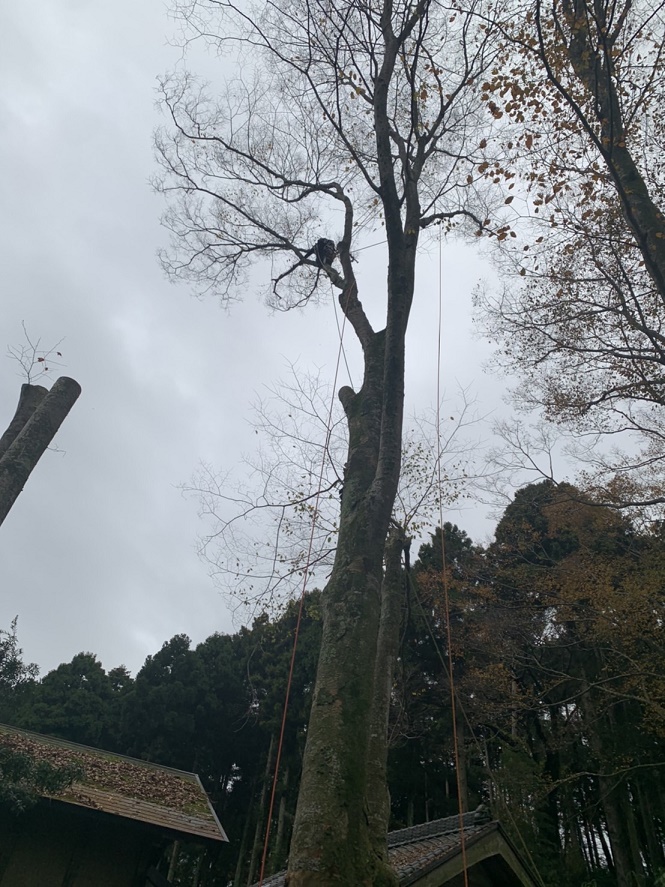 蔵に被ったケヤキの断幹枝降ろし など - 木登りよしのブログ