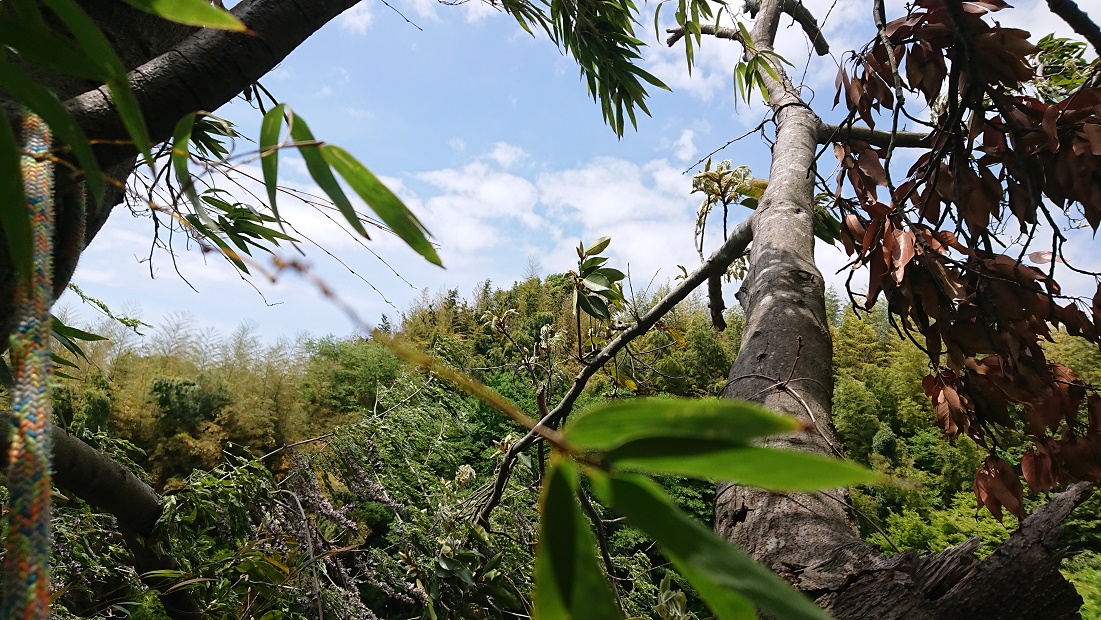 崖の途中に掛かった枯れ木の処理 など - 木登りよしのブログ