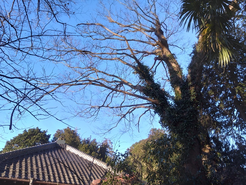 土日でケヤキ2本 ウインチも - 木登りよしのブログ