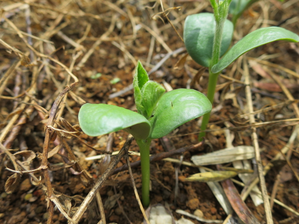 f:id:kinoieto:20170610222541j:plain f:id:kinoieto:20170610222541j:plain