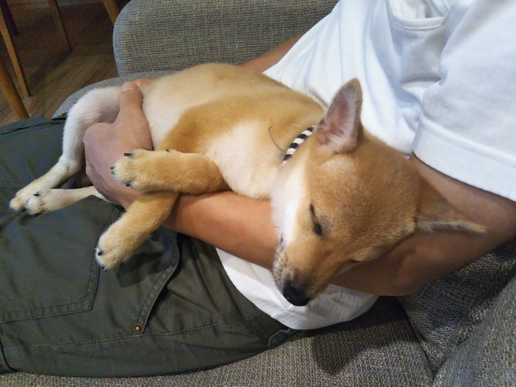 犬を膝の上で抱くとオキシトシンがダダ漏れる気がする 木の家と 犬を膝の上で抱くとオキシトシンがダダ漏れる気がする 木の家と