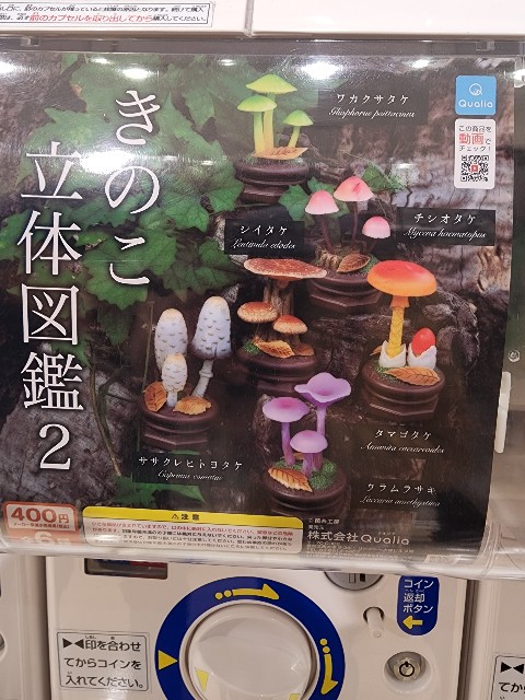 f:id:kinokoda:20230304201445j:image f:id:kinokoda:20230304201445j:image