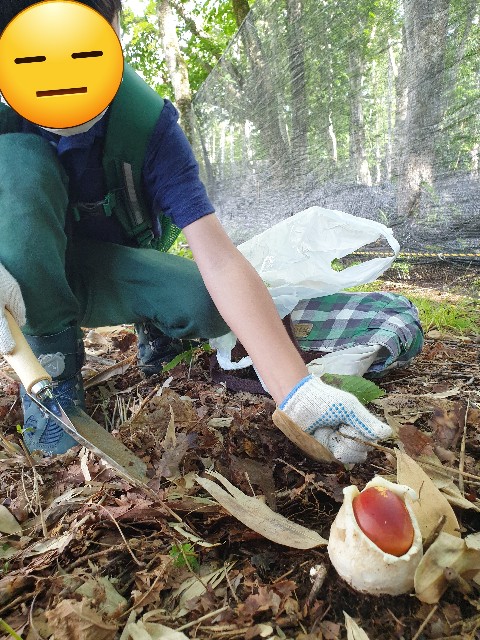 f:id:kinokoda:20230330205745j:image f:id:kinokoda:20230330205745j:image