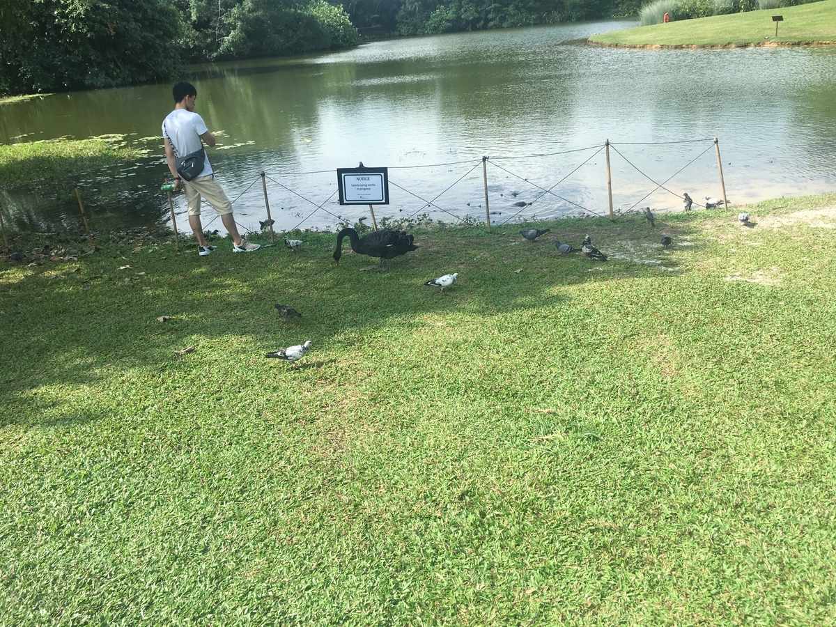 f:id:kinokorori:20190627155257j:plain f:id:kinokorori:20190627155257j:plain