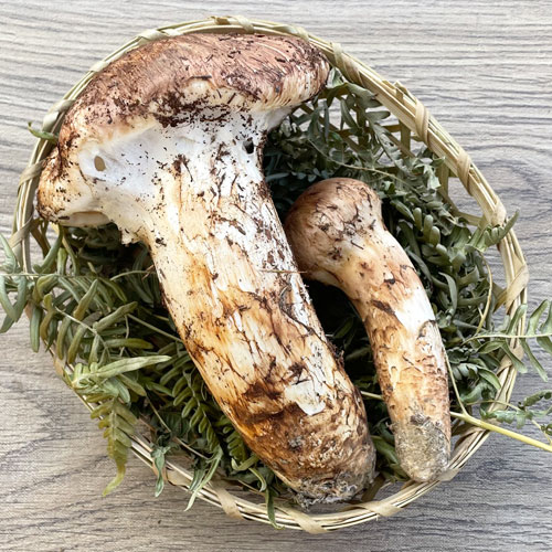 松茸、終了間際に第2のピーク - きのこ山菜日記