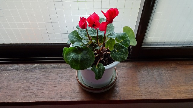 f:id:kinomura-suntaro:20190103155049j:plain
