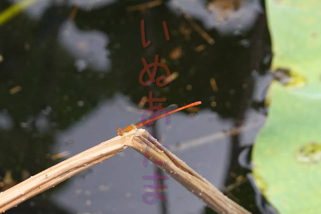 f:id:kinosefaru:20210918171941j:plain