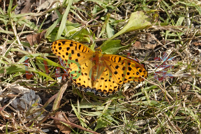 f:id:kinosefaru:20211030211552j:plain