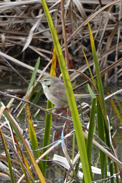 f:id:kinosefaru:20211128170306j:plain