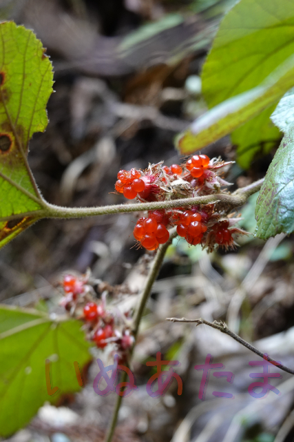 f:id:kinosefaru:20220109203110j:plain