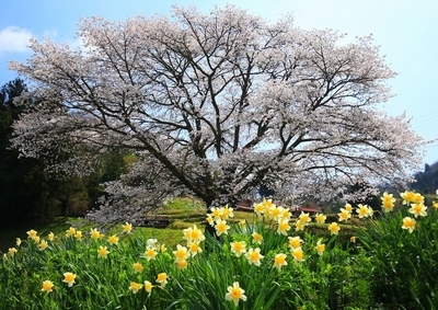f:id:kinpougekai:20190419162513j:plain