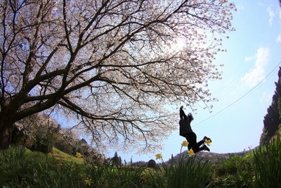 f:id:kinpougekai:20190419162523j:plain