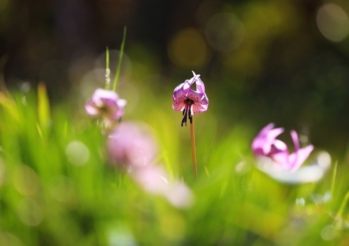 f:id:kinpougekai:20190422235832j:plain