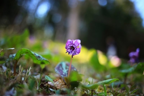 f:id:kinpougekai:20190422235834j:plain