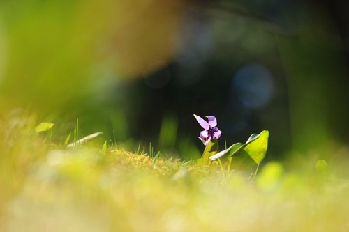 f:id:kinpougekai:20190422235835j:plain