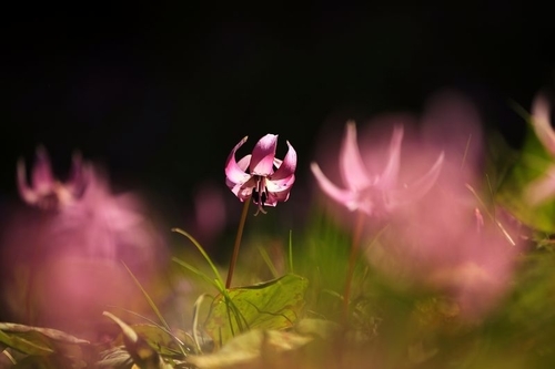 f:id:kinpougekai:20190422235844j:plain