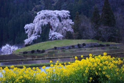 f:id:kinpougekai:20190503164851j:plain