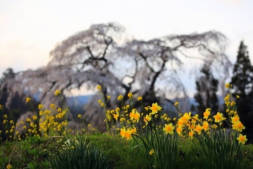 f:id:kinpougekai:20190503164852j:plain