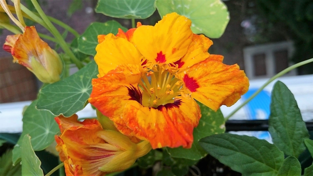 f:id:kinrenka_kinsenka:20190520103143j:plain f:id:kinrenka_kinsenka:20190520103143j:plain