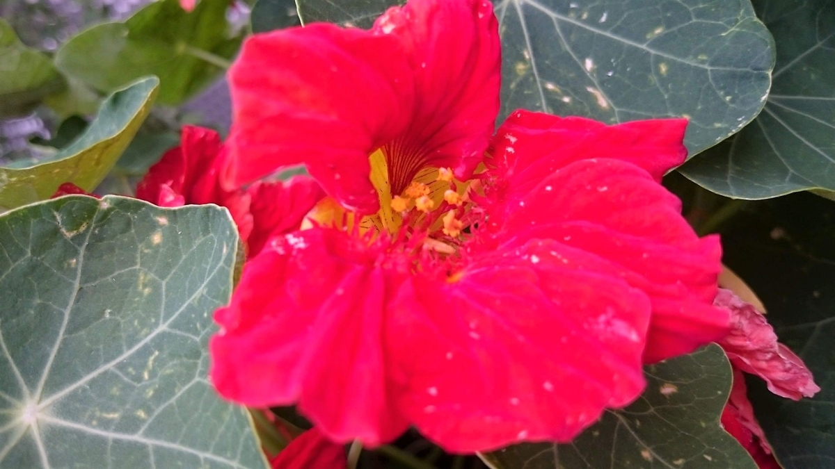 f:id:kinrenka_kinsenka:20190520103336j:plain f:id:kinrenka_kinsenka:20190520103336j:plain