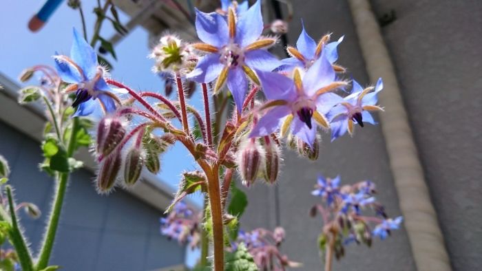 f:id:kinrenka_kinsenka:20190703061340j:plain f:id:kinrenka_kinsenka:20190703061340j:plain